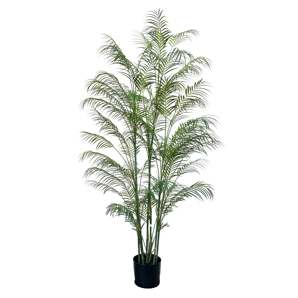 Areca Palm 180 cm (with pot)