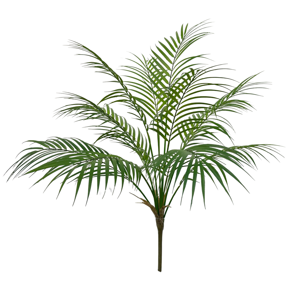 Areca Palm 70 cm FR