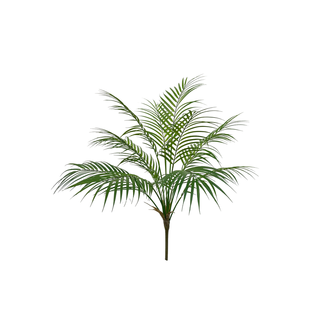 Areca Palm 70 cm FR