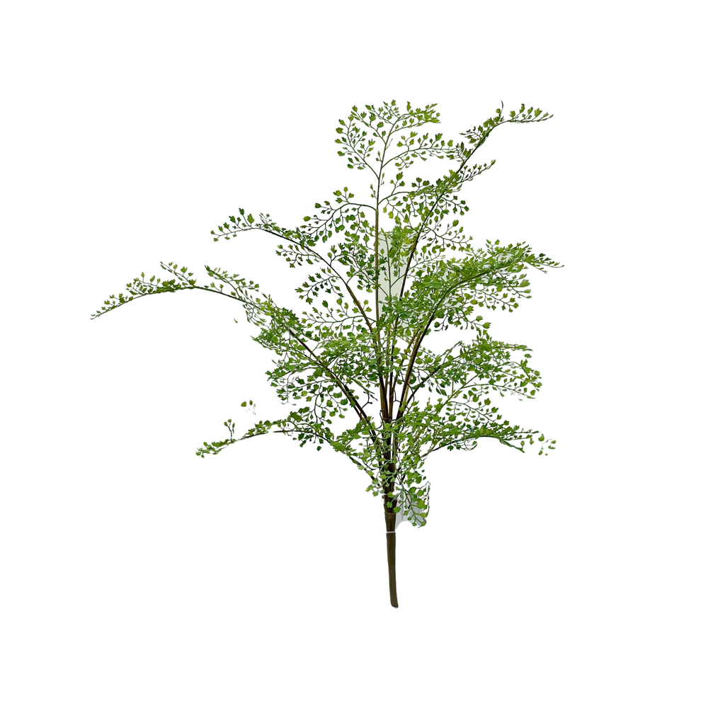 Adiantum Fern plant 75 cm FR