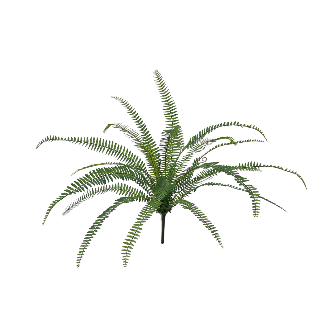 Sword Fern 70 cm FR
