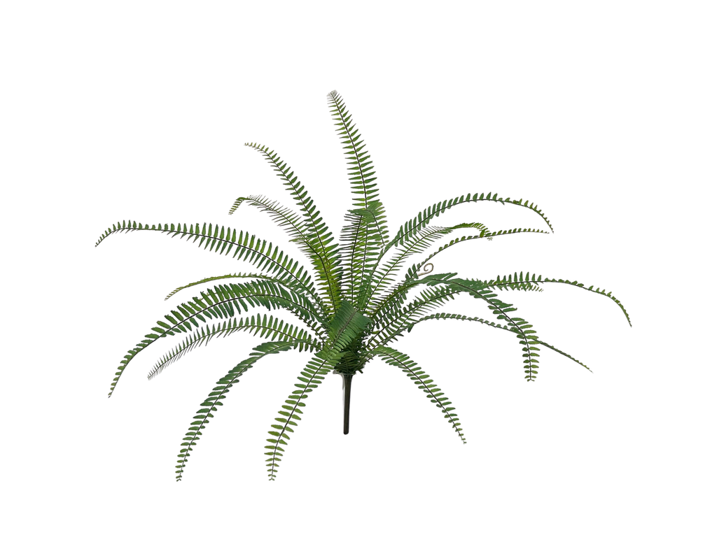 Sword Fern 70 cm
