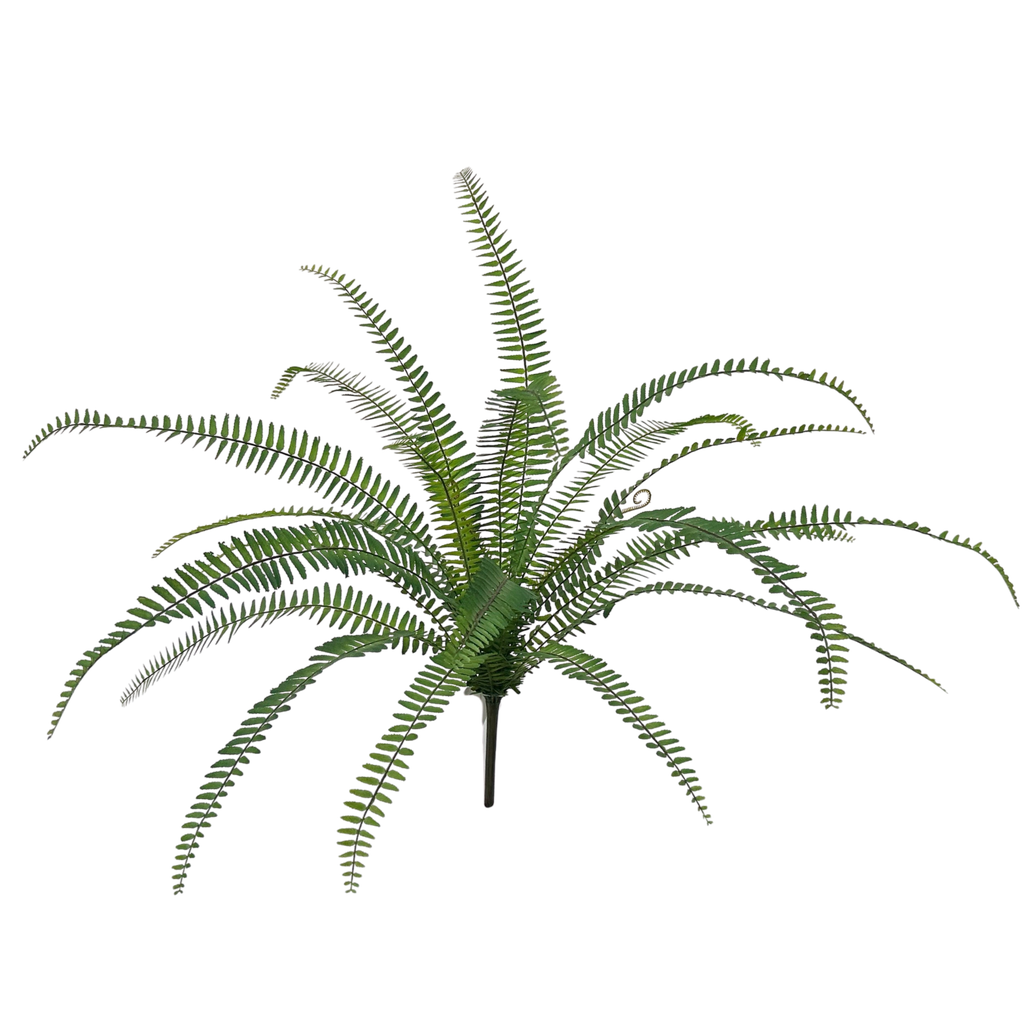 Sword Fern 70 cm