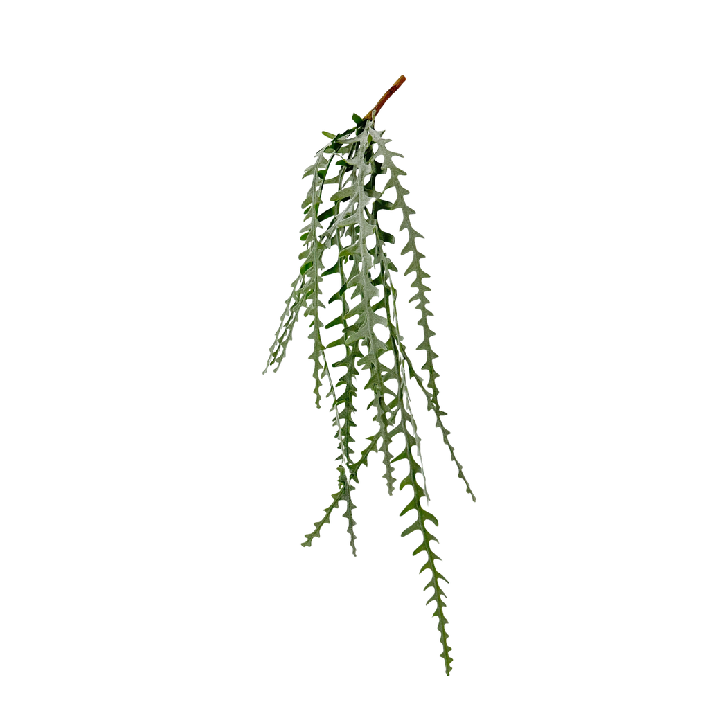 Cactus zig-zag ricadente 90 cm