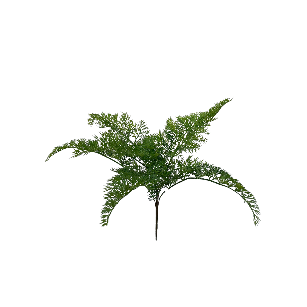 Carrot fern 50 cm FR