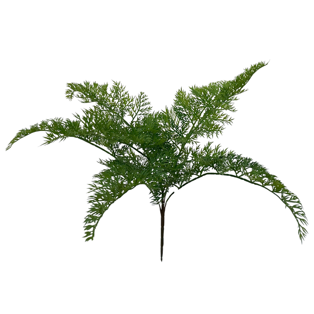 Carrot fern 50 cm
