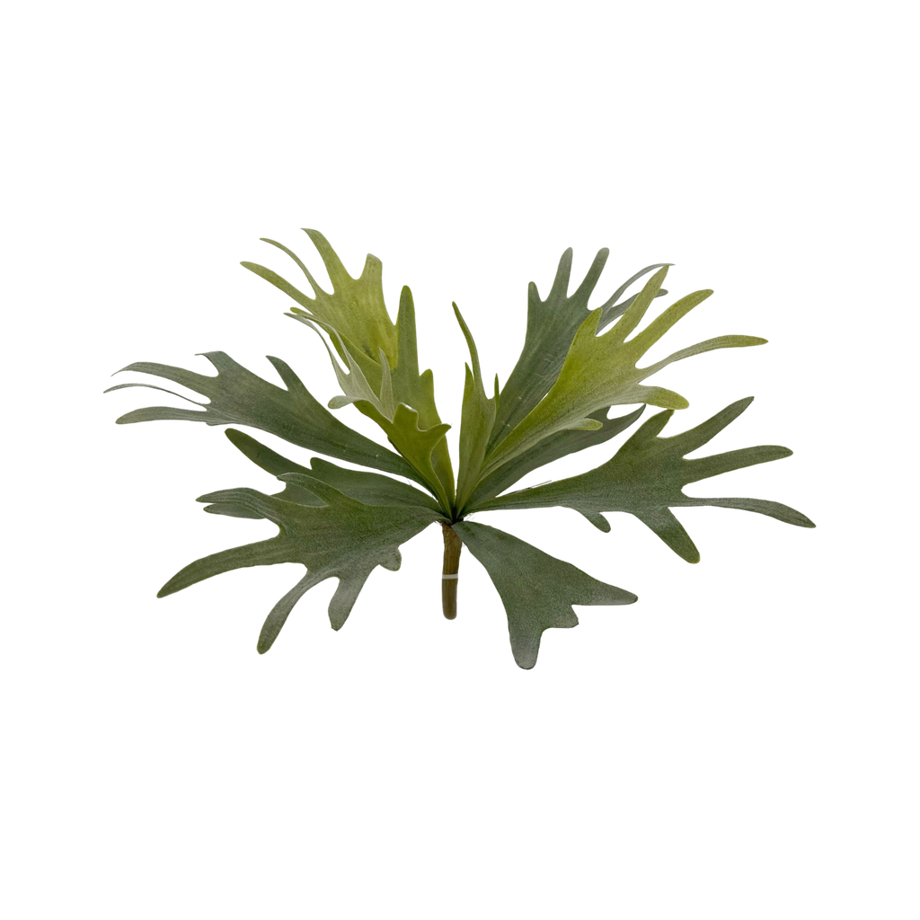 Staghorn fern (small) 36 cm FR