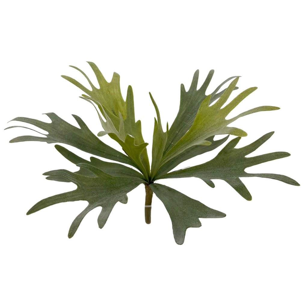 Staghorn fern (small) 36 cm