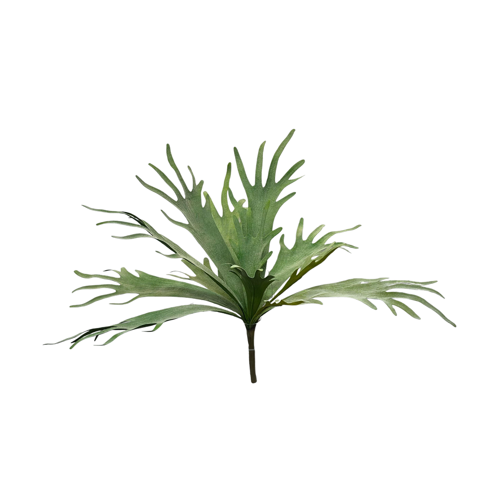 Staghorn fern 50 cm FR