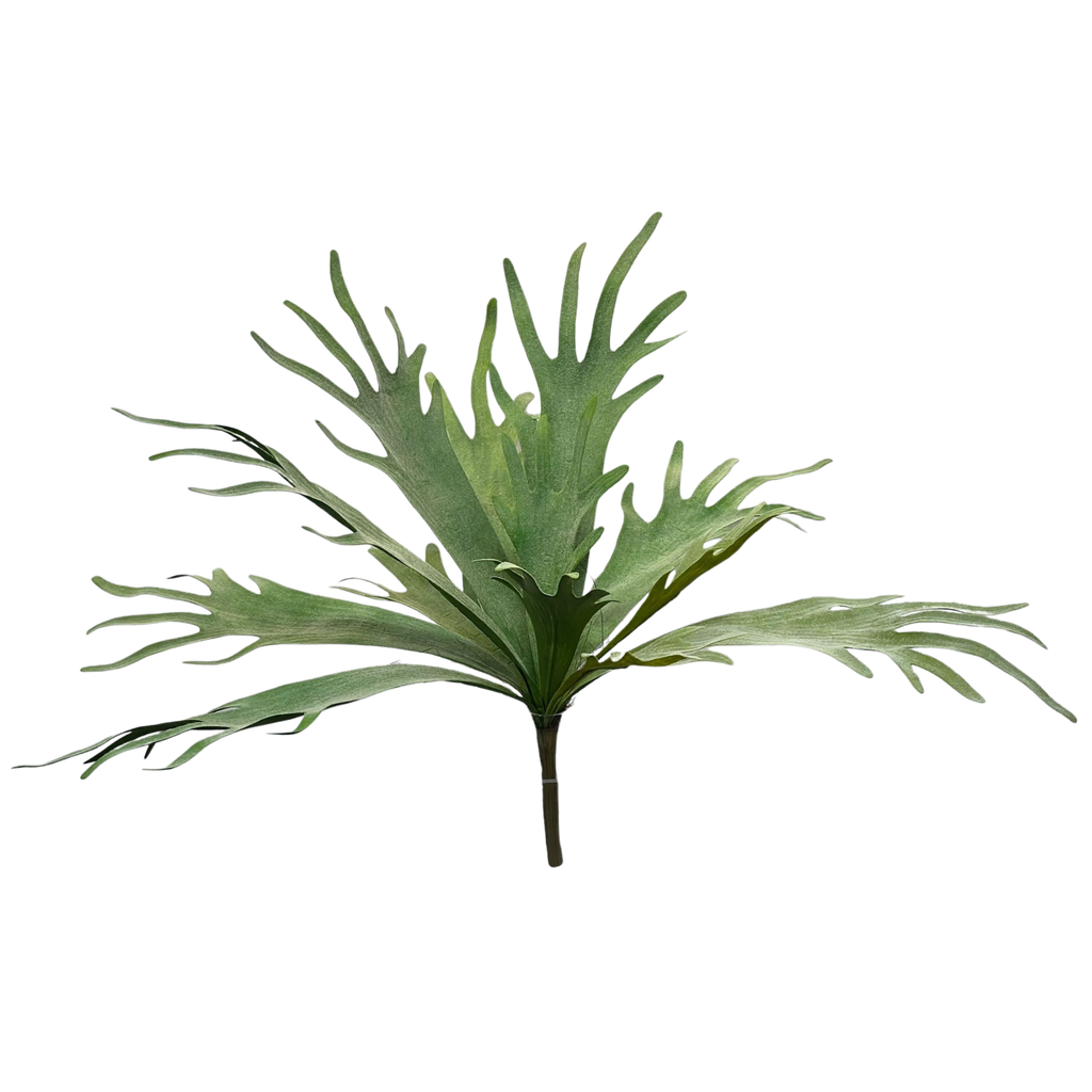 Staghorn fern 50 cm