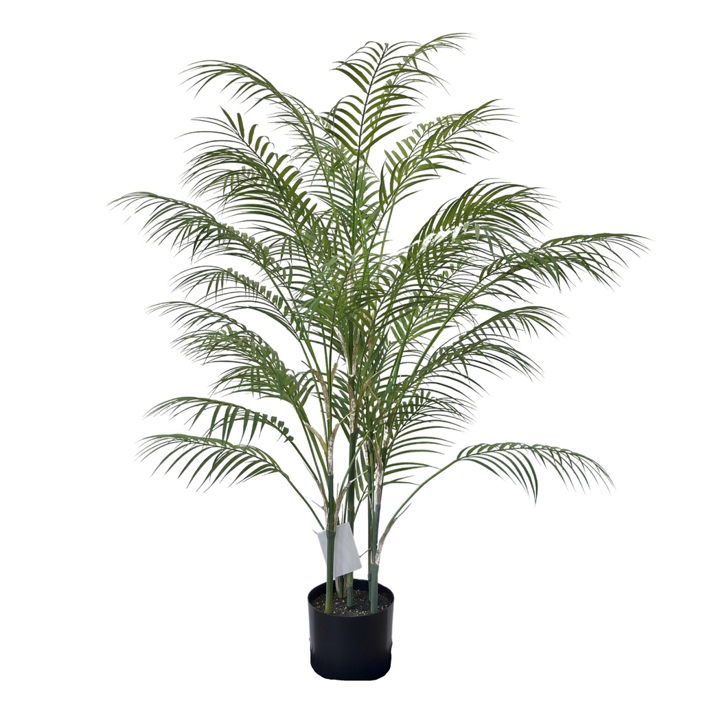 Areca Palm 120 cm (incl. pot) FR