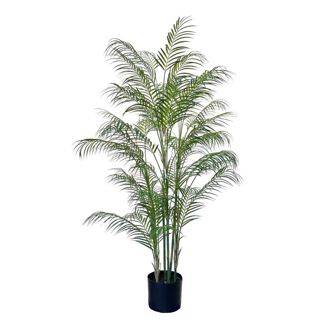 Areca Palm 150 cm (incl. pot) FR