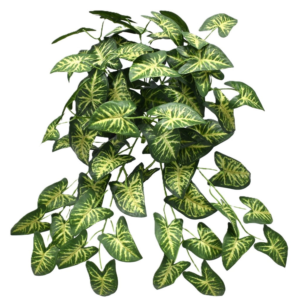 Buisson de Syngonium 40 cm UV+IFR