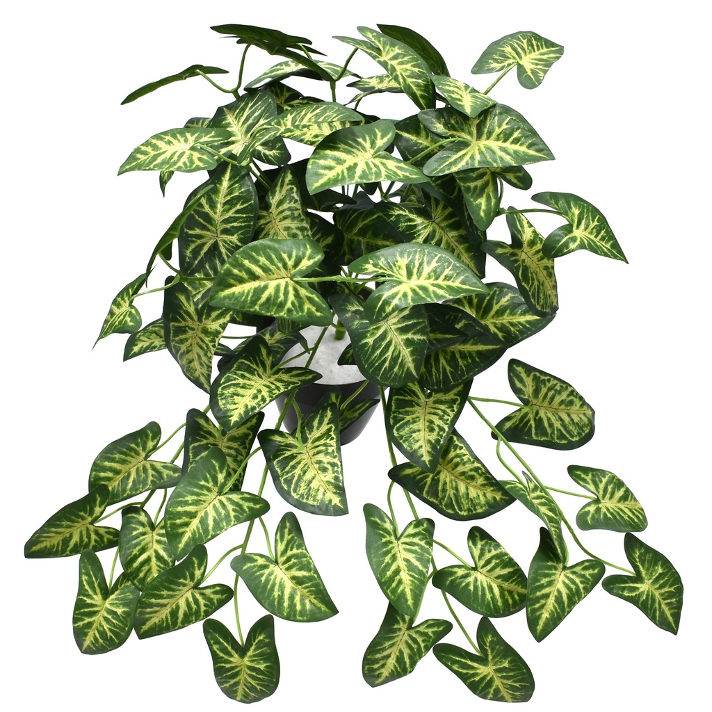 Syngonium bush 40 cm UV+FR