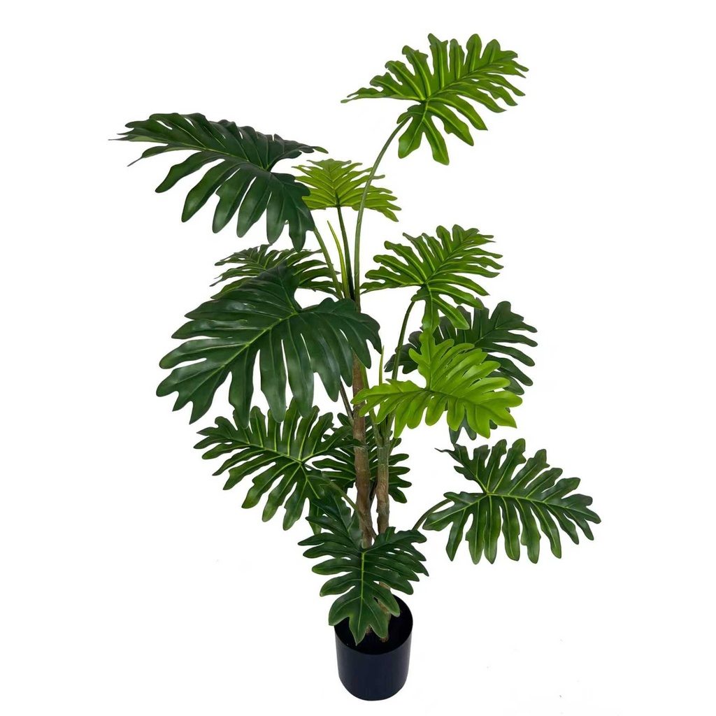 Philodendron Selloum XL 130 cm (pot inclus) UV