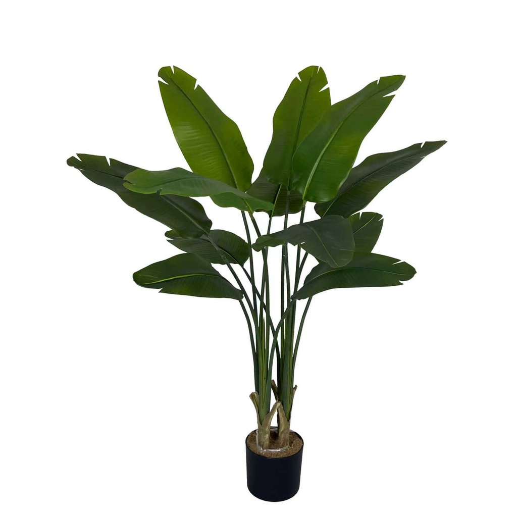 Strelitzia Nicolai XL 120 cm (pot inclus) UV