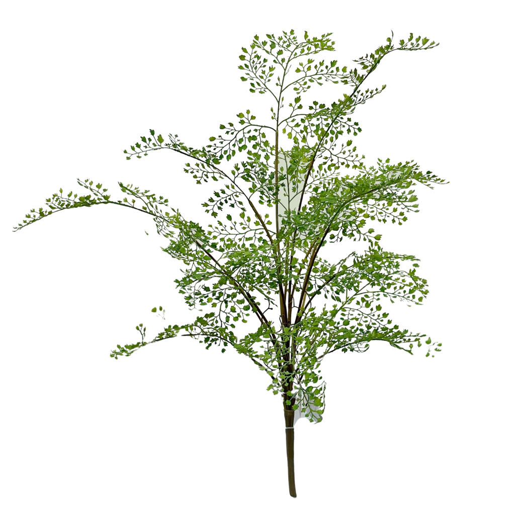 Adiantum Fern plant 75 cm