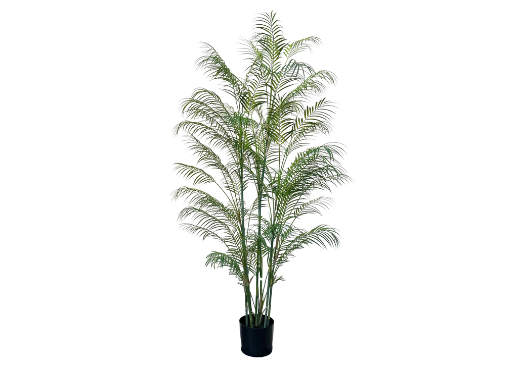 Areca Palm 180 cm (pot inclus)