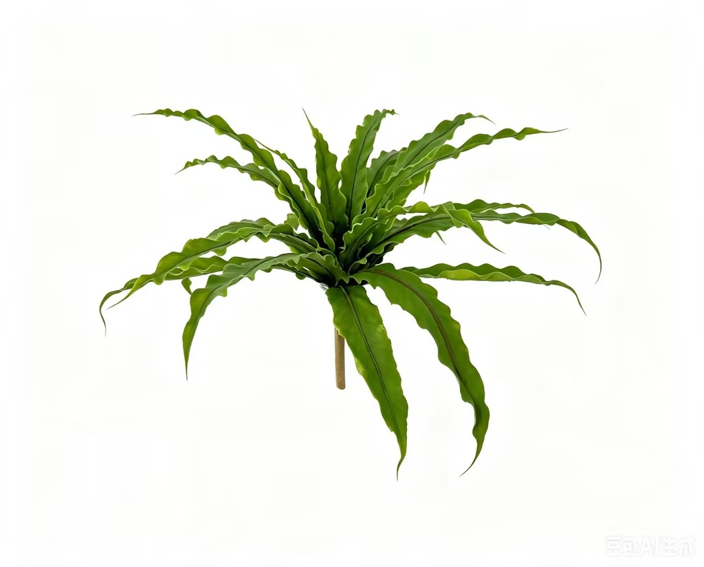 Asplenium Crispy Wave 35 cm