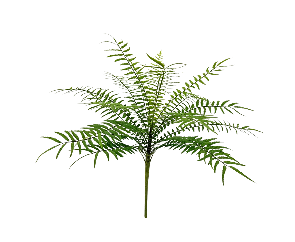 Cordifolia Fern 35 cm FR