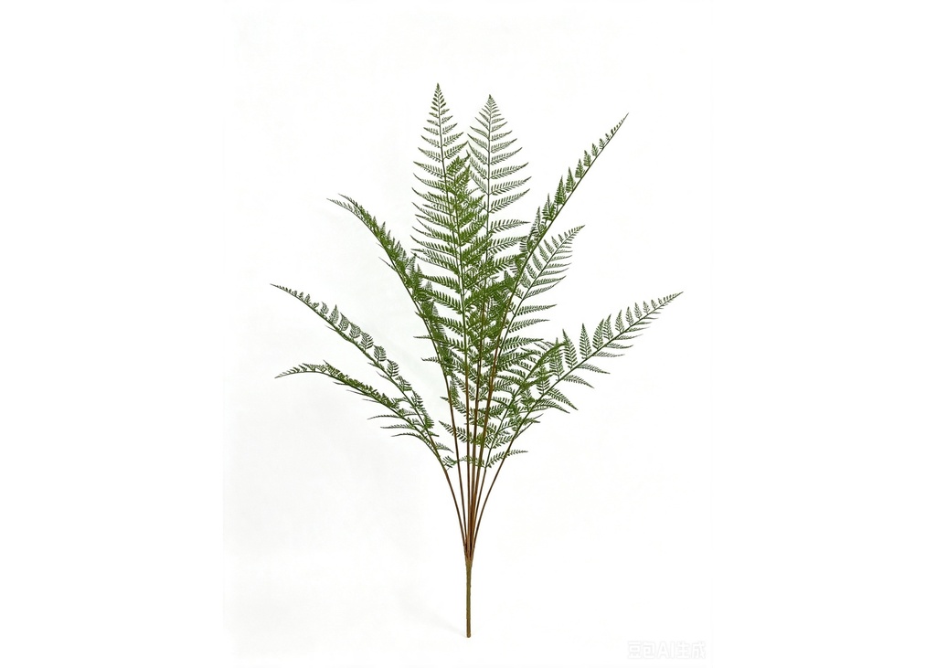 Large Tasselfern plant 130 cm FR