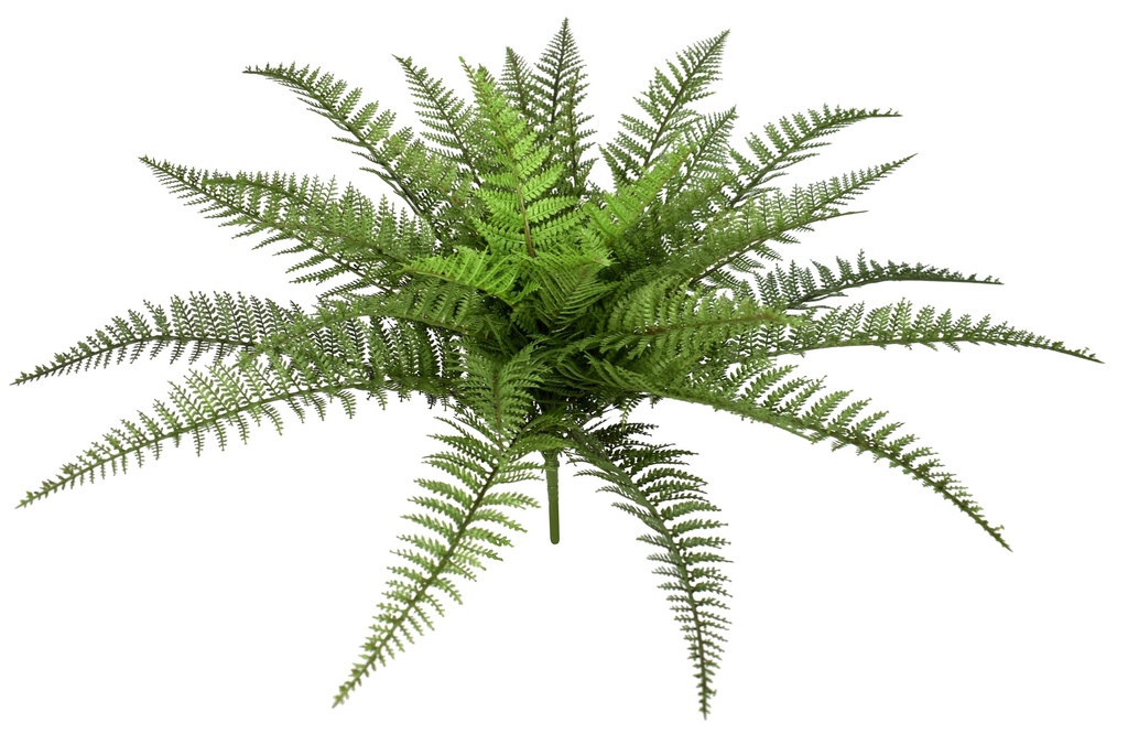 Boston Fern XL 60 cm UV+FR