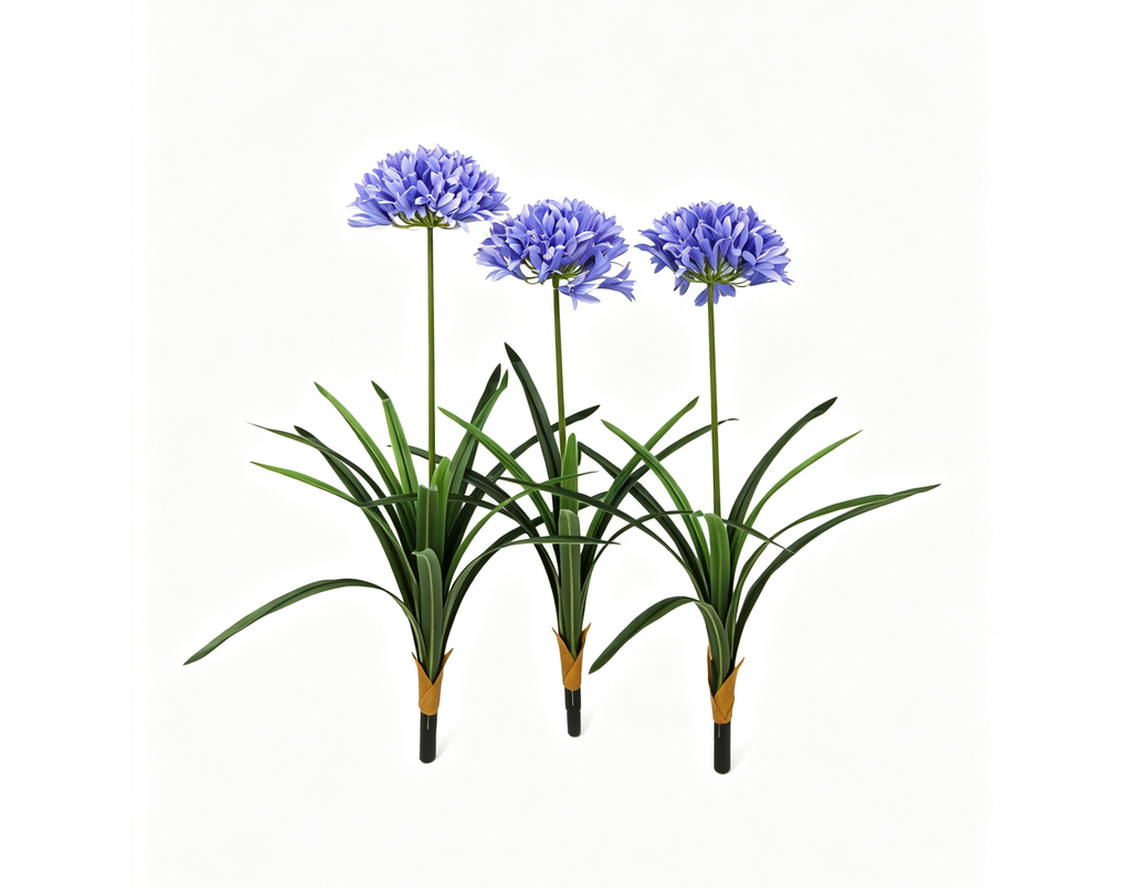 Agapanthe bleue 81-88 cm (lot de 3) UV