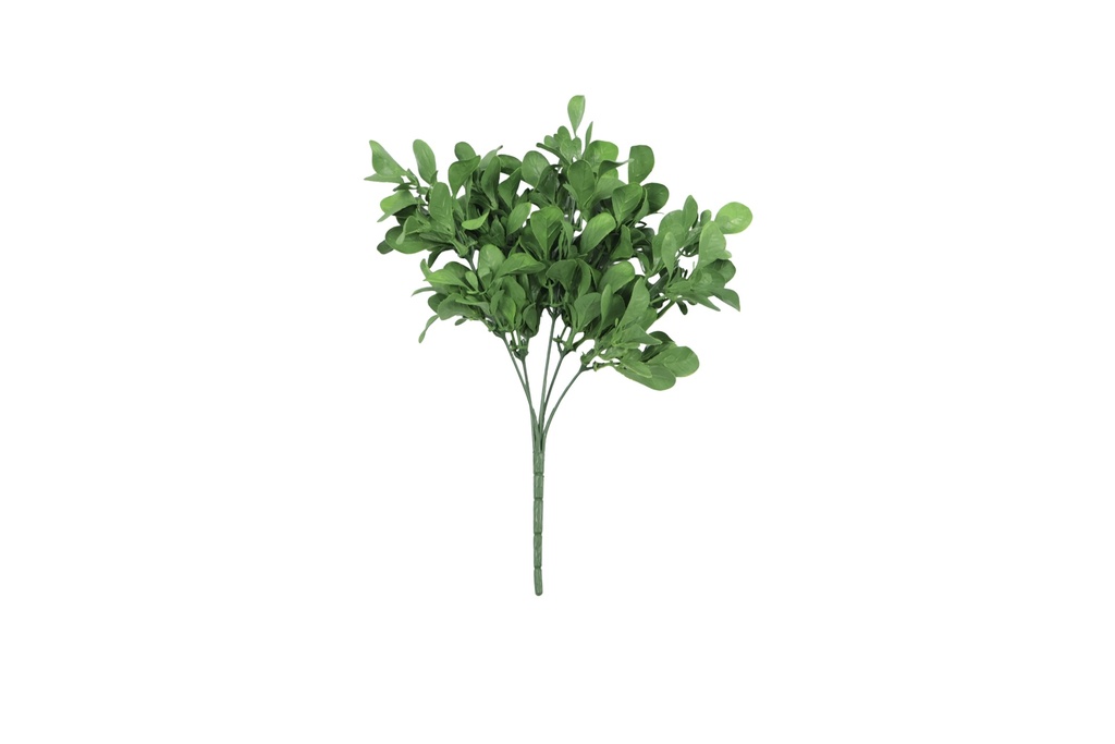 Peperomia Jade 30 cm UV+FR
