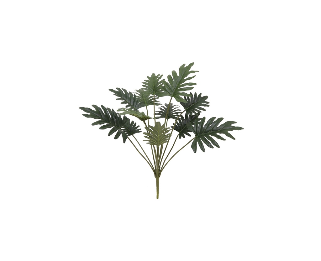 Philodendron Selloum 70 cm FR