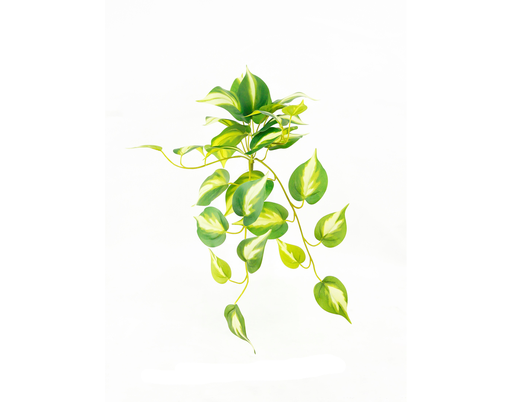 [JVE0001] Philodendron Brasil 47 cm