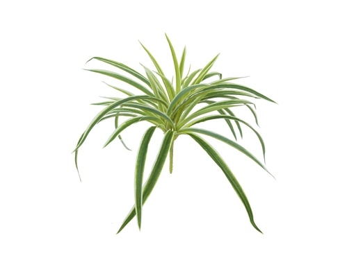 [JVE0002] Grass Spider 35 cm