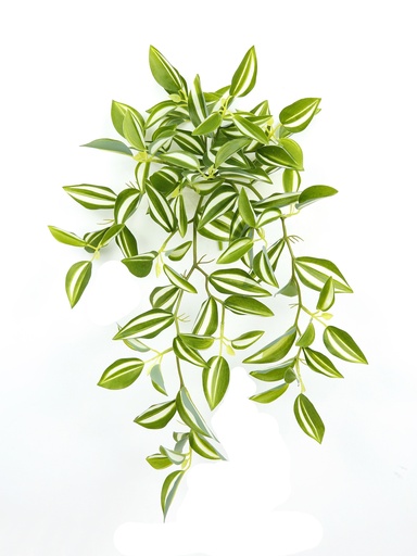 [JVE0003] Tradescantia Fluminensis 34 cm