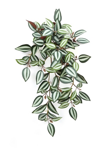 [JVE0004] Tradescantia Zebrina 34 cm