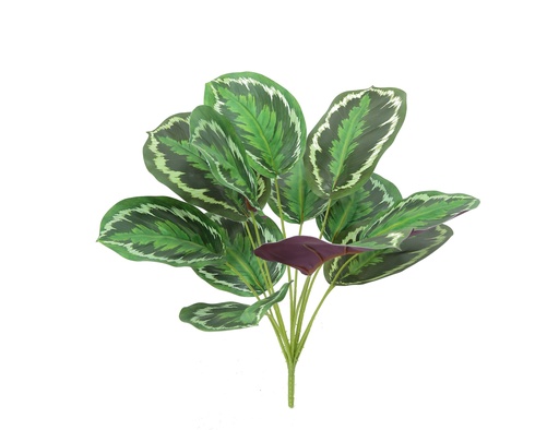 [JVE0005] Calathea Roseopicta 34 cm
