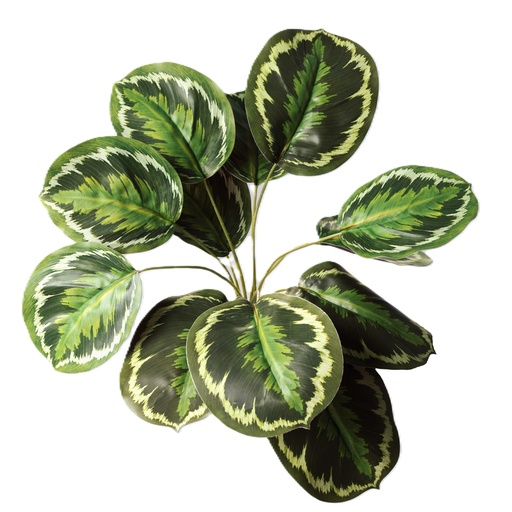 [JVE0005] Calathea Roseopicta 34 cm