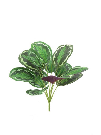 [JVE0005] Calathea Roseopicta 34 cm