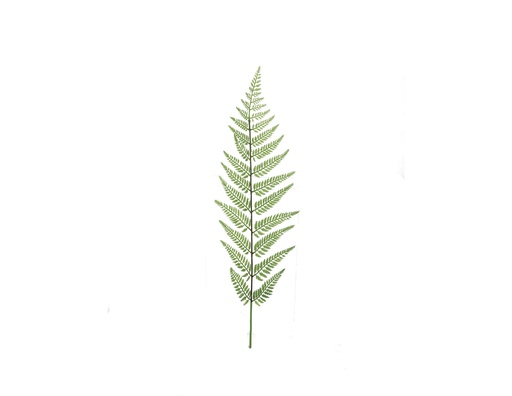 [JVE0008] Tasselfern 85 cm (branche)