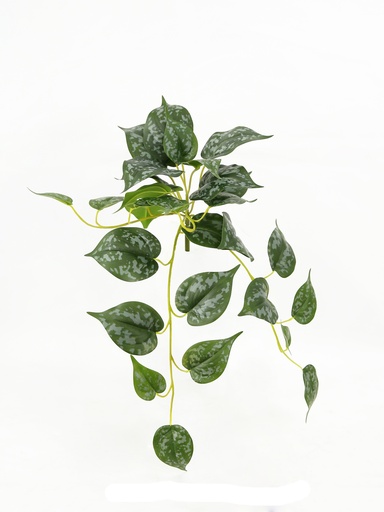 [JVE0009] Scindapsus pictus 47 cm