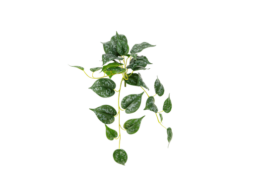 [JVE0009] Scindapsus pictus 47 cm