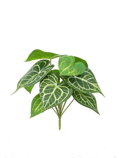 [JVE0010] Anthurium Clarinervium 33 cm