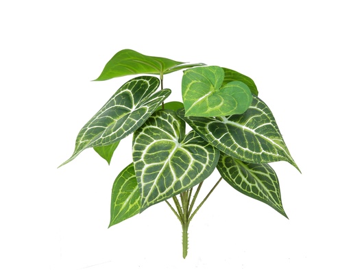 [JVE0010] Anthurium Clarinervium 33 cm