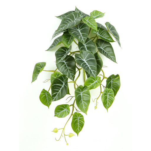 [JVE0013] Alocasia Reginula 40 cm UV