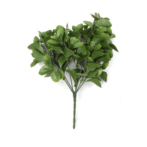 [JVE0016] Peperomia 30 cm UV+FR