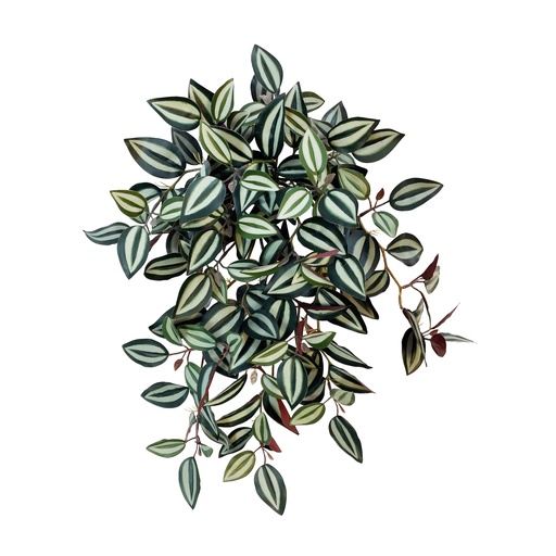 [JVE0038] Tradescantia Zebrina XL 47 cm