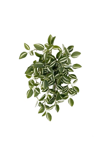 [JVE0039] Tradescantia Fluminensis XL 47 cm