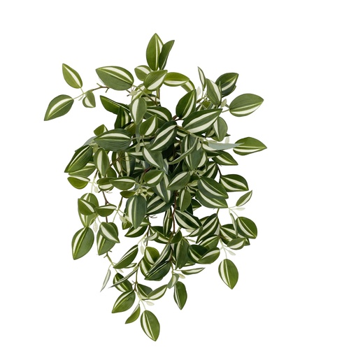 [JVE0039] Tradescantia Fluminensis XL 47 cm