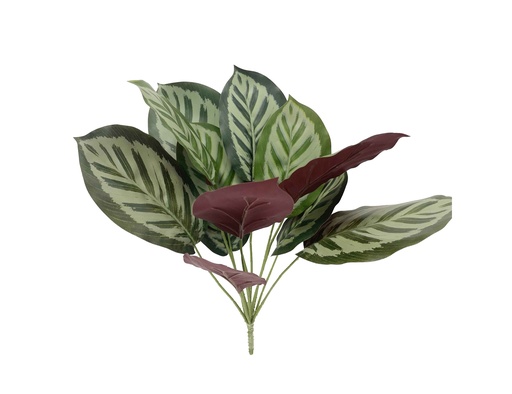 [JVE0041] Calathea Zebrina 34 cm