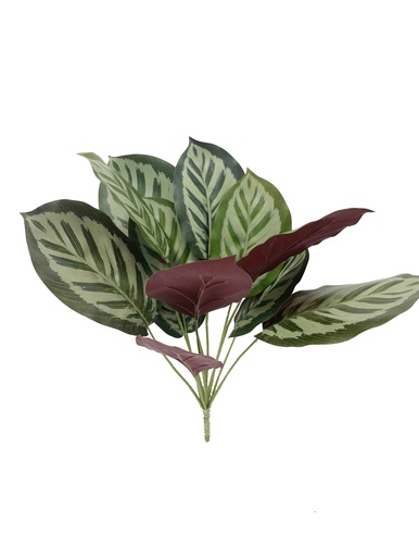 [JVE0041] Calathea Zebrina