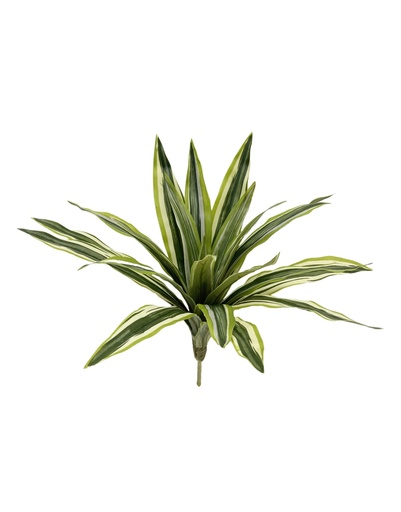 [JVE0042] Dracaena Riki 30 cm