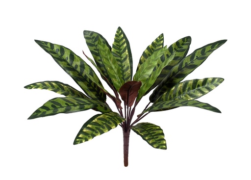 [JVE0044] Calathea Insignis 38 cm FR